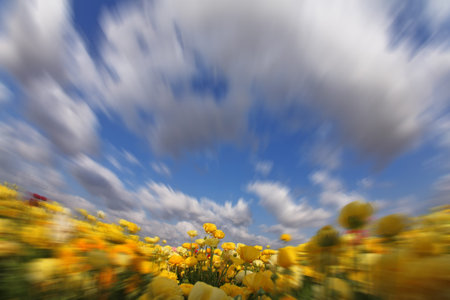The clouds flying above the blossoming field of yellow buttercups