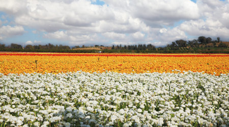 Magnificent buttercups for export. A farm on cultivation of buttercups. Israel