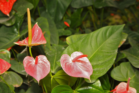 Bright red tropical flowers on a background of large green leaves