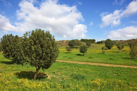 Magnificent cumulus clouds in the high spring sky. The rural footpath crosses a meadow with green treesの写真素材