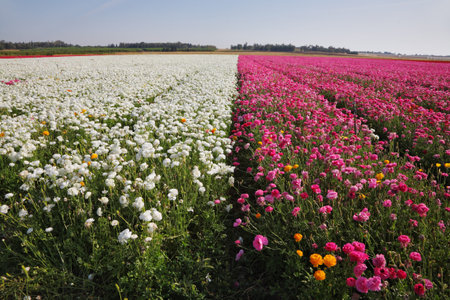 Magnificent buttercups for export. A farm on cultivation of buttercups. Israelの写真素材