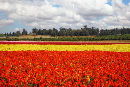 Flower spring in Israel. A huge field flowers on a farm on cultivation of buttercupsの写真素材