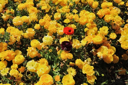 Charming carpet from flowers. The field of yellow and red blossoming buttercups shined with the spring sunの写真素材