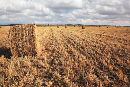 Stacks of collected wheat. The big yellow field after harvesting. Israel, the spring, the first spring cropの写真素材