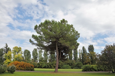 Fabulously beautiful park-garden Sigurta. Green meadow grass and ornamental trees and colorful flowersの写真素材