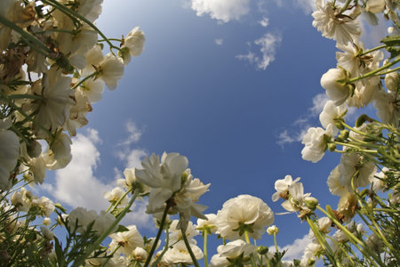 The field of blossoming white buttercups photographed by a lens 