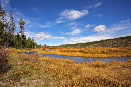 Plain, superficial stream and yellow autumn grass in park Yellowstone in the USA