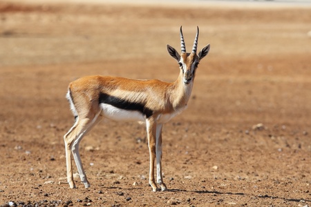 A graceful Gazelle Thomson with striped horns nicely posing for a photographの写真素材
