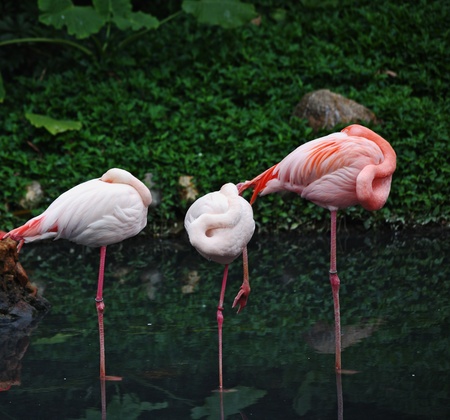 Pink flamingos in the shallows. Misty autumn morning in the reserveの写真素材