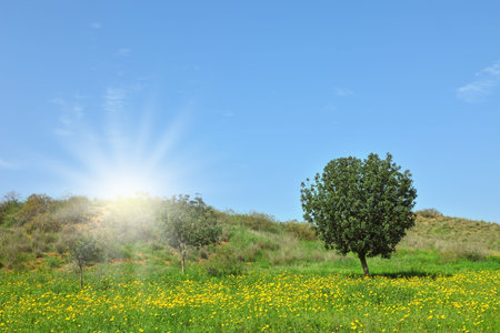Early spring in fields in southern Israel  Bright sunshine, green grass, blooming daisies and clear airの写真素材