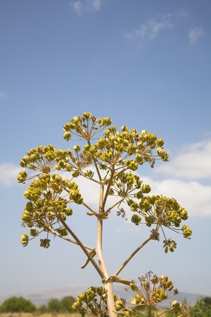Blossoming branches of a tree on a background of the blue skyの写真素材