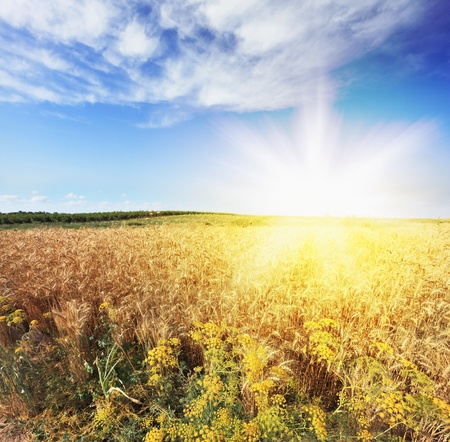 Bright rays of sunlight illuminate a field of ripe wheatの写真素材
