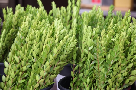 The branches of the plant to the ritual Jewish religious holiday of Sukkot - myrtleの写真素材