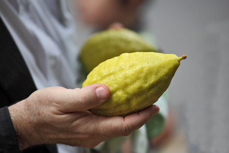 Beautiful large male hands hold a ritual Citron fruit for the Jewish holiday of Sukkot