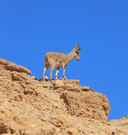 Wild mountain goat against the blue skyの写真素材