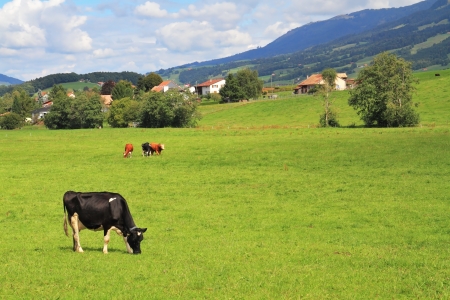 Charming pastoral scene in Southern France. Green meadow with lush grass and grazing cowsの写真素材