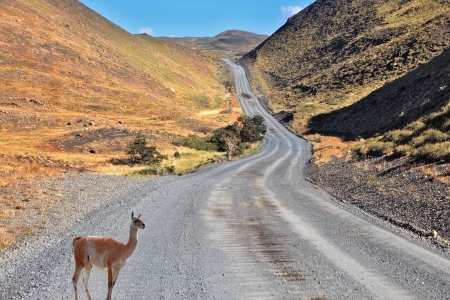 A graceful guanaco is on the road between the hills and listens carefully. Patagonia national park Torres del Paine, Chileの写真素材