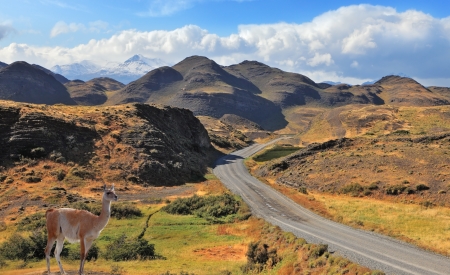 A graceful guanaco is on the road between the hills and listens carefully. Patagonia national park Torres del Paine, Chileの写真素材
