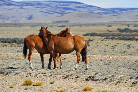 Three magnificent bay mustang. Argentina. Patagonian prairie on a summer dayの写真素材