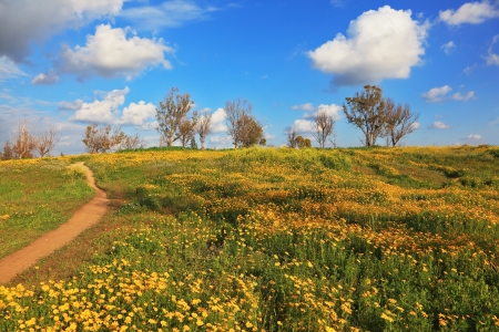 Desert in flowering. A dirt road in fields among camomiles. Picturesque cumulus cloudsの写真素材
