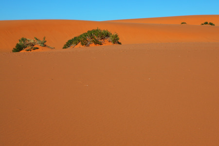 Orange sand and blue sky  Early morning in the reserve of sand dunesの写真素材