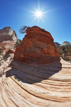The famous "jumping tree" jerki tree. Picturesque striped hills from sandstone and low pines in National park Zion in the USA
の写真素材