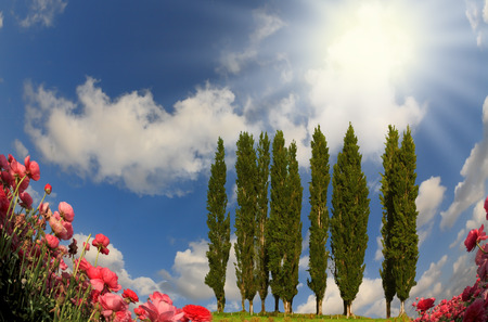 Picturesque field of  red and pink  buttercups spring in the south  On the horizon is  avenue of cypresses の写真素材