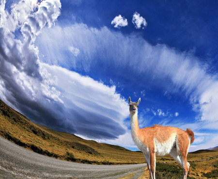 National Park Torres del Paine in Chile  At the roadside gravel road worth trusting llama -  small camelの写真素材