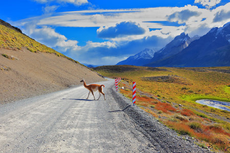 Magic country Patagonia. Hills National Park Torres del Paine. Sleek local guanaco crosses gravel roadの写真素材