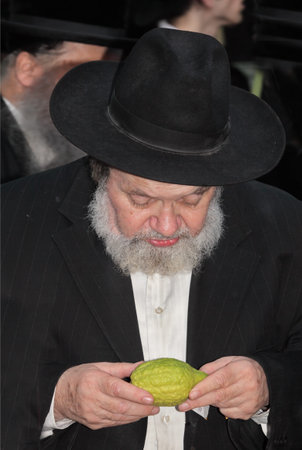 BENE - BERAK, ISRAEL - SEPTEMBER 17, 2013:  The elderly man with gray-haired beard chooses a citrus....