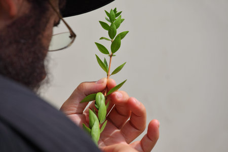 Sukkot. Religious Jews are choosing ritual myrtle plants in the bazaar on the eve of...