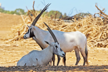 A herd of white wild goats Arabian Oryx on a sunny summer dayの写真素材