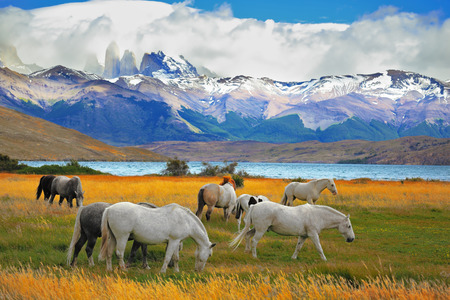 Beautiful white and gray horses grazing in a meadow near the lake. On the horizon, towering cliffs Torres del Paineの写真素材