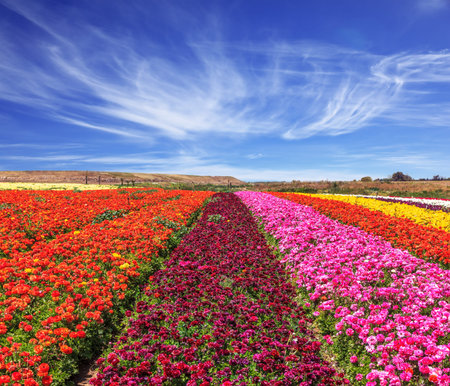 Spring flowering buttercups. Magnificent kibbutz field with blossoming buttercups of different...
