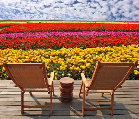 Field of multi-colored decorative buttercups "Ranunculus Bloomingdale". Comfortable lounge chairs on wooden platform for rest and observationの写真素材