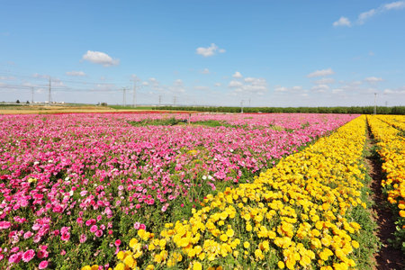 Kibbutz fields with bright flowers Ranunculus. Israeli spring. Flowers are grown for exportの写真素材