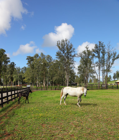 The rich country estate, with the special fence on the green lawn beautiful walk their horses. Thoroughbred white horse with a charming black coltの写真素材