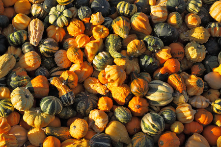 Autumn pumpkin holiday - Halloween. Gorgeous mature colorful pumpkins picturesque piles spread out on the grass. The sun shines all the warm lightの写真素材