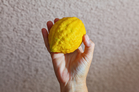Autumn Jewish holiday - Sukkot. Ritual yellow citrus - etrog in a female handの写真素材