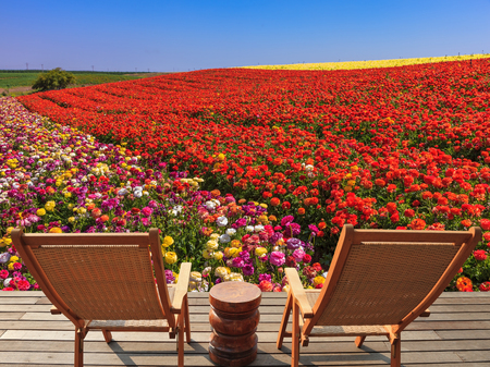 Two chaise lounges for rest stand on a scaffold at a picturesque flower field.  The spring blossoming buttercups  grow multi-colored stripsの写真素材