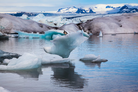 Early morning at the ice lagoon in Iceland. Elegant Bird Goose Branta leucopsis sitting on an ice floeの写真素材