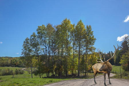 Safari Park "Omega" halfway between Montreal and Ottawa. Canadian deer standing on the track for visitorsの写真素材