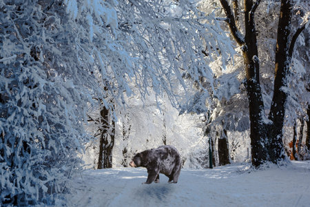 The huge black bear left a den. Christmas forest in the snow. Early morning on sunny meadow with traces of skisの写真素材