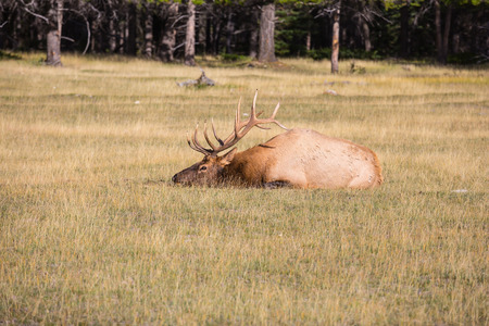 The deer has a rest. Rocky Mountains in Canada. Red deer with branchy horns lies in a grass on the fringe of the forestの写真素材