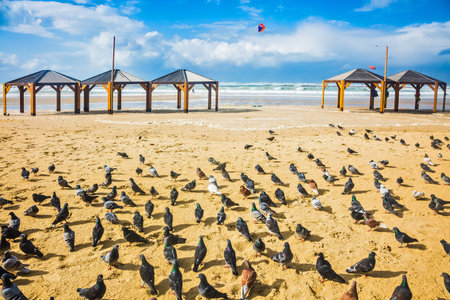 Large flock of pigeons resting on the sand. Windy winter day on the beachの写真素材