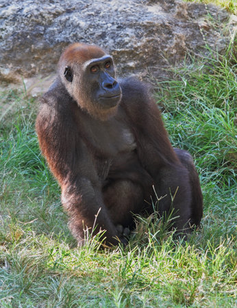 Humanoid gorilla safaris in the zoo of the city of Ramat Gan in Israel