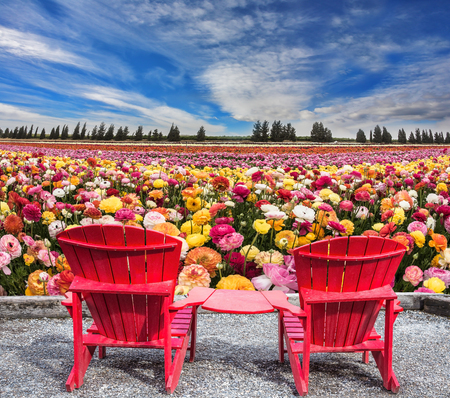 Spring flowering ranunculus. Pair of bright plastic garden chairs. Multi-color field of large garden buttercupsの写真素材