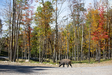 Wild boar entered the glade. Safari Park "Omega" halfway between Montreal and Ottawaの写真素材