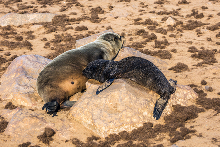 Fur seal pup sucking mother's milk. Reserve fur seals in the Cape Cross, Namibiaの写真素材
