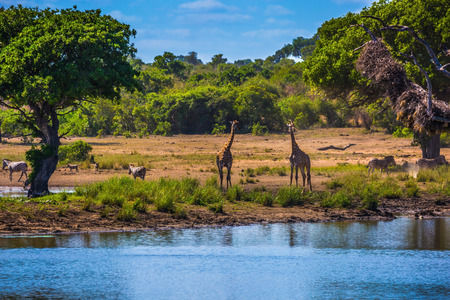 The famous Kruger National Park. Small lake, to which the animals go to drink. Herd of zebras and a few giraffesの写真素材